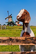 Dutch Goat