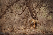 Beautiful tiger in the nature habitat. Tiger pose in amazing light. Wildlife scene with wild animal. Indian wildlife. Indian tiger. Panthera tigris tigris.