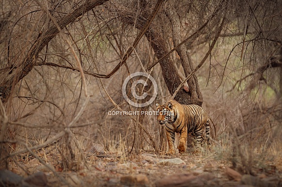 Beautiful tiger in the nature habitat. Tiger pose in amazing light. Wildlife scene with wild animal. Indian wildlife. Indian tiger. Panthera tigris tigris.