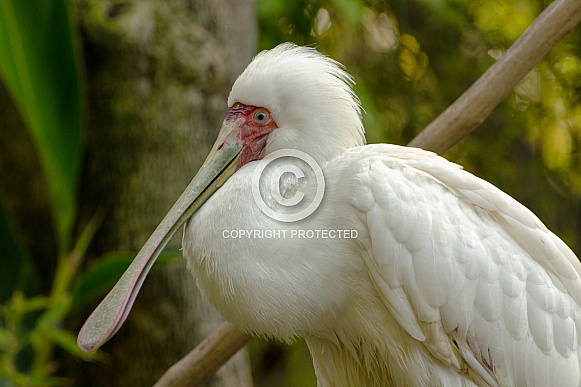 African Spoonbill African Spoonbill