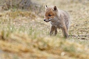 Red fox cubs