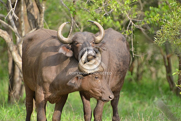 Cape Buffalo