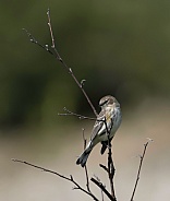 Female Yellow-rumped Warbler