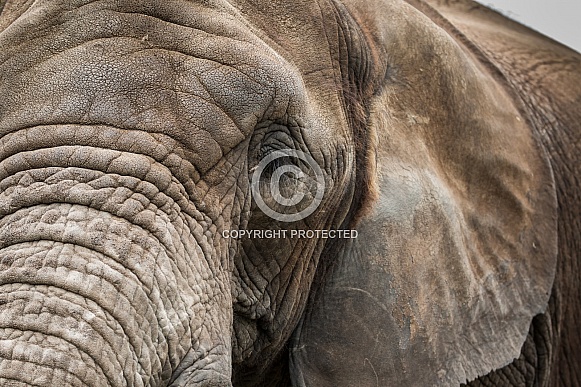 African Elephant Face