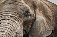 African Elephant Face