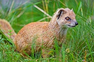 Yellow mongoose posing in the grass