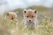 Red fox cubs in there natural habitat