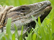 Mexican Spinytail Iguana
