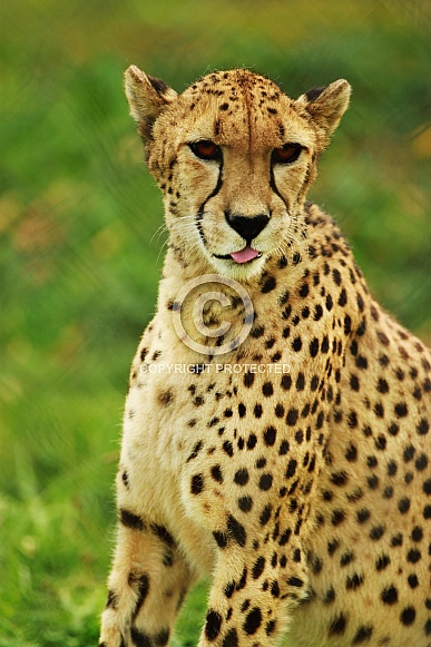 Cheetah Cheetah