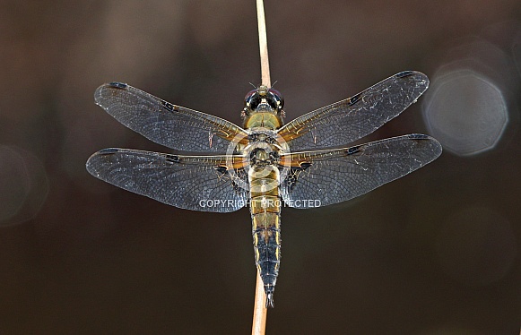 Four spotted Chaser