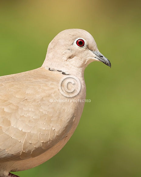 Collared Dove Portrait