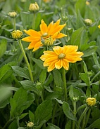 Mexican or Japanese Sunflowers or Nitobe chrysanthemum