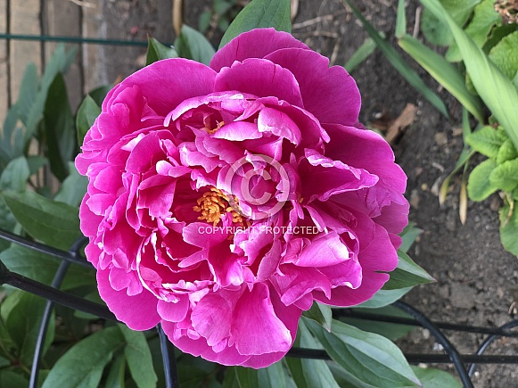 Deep Pink Peony Deep Pink Peony