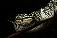Wagler's Pit Viper