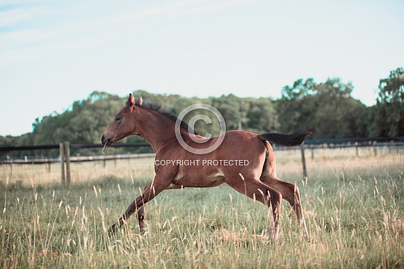 Bay Mare and filly Foal