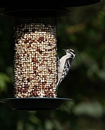 Female Downy Woodpecker Feeding on Peanuts