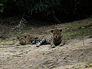 Jaguar