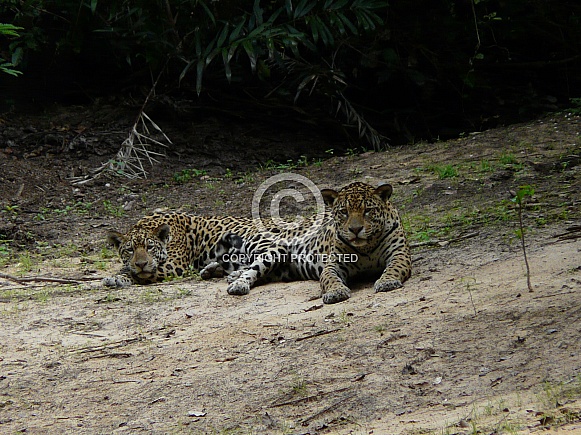 Jaguar Jaguar