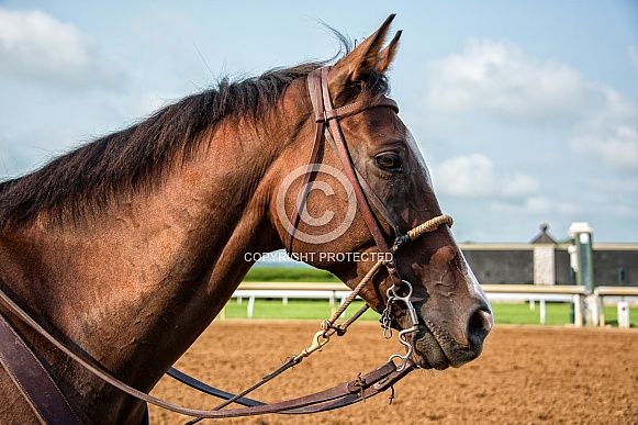 Racetrack Outrider Horse