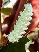 Atlas Moth Larva