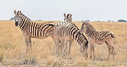Burchell's Zebra Family Group