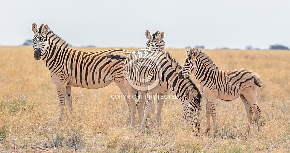 Burchell's Zebra Family Group Burchell's Zebra Family Group