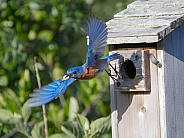 Female eastern bluebird - Sialia sialis - dangling Little Brown ground Skink - Scincella lateralis in front of nest box opening to encourage fledglings to come out