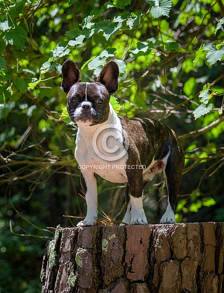 Brindle French bulldog posing for an outdoor portrait Brindle French bulldog posing for an outdoor portrait