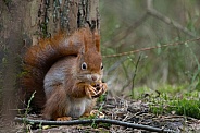Red Squirrel in a forest