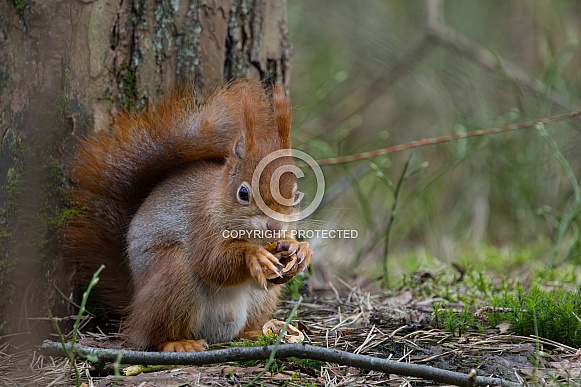 Red Squirrel in a forest Red Squirrel in a forest