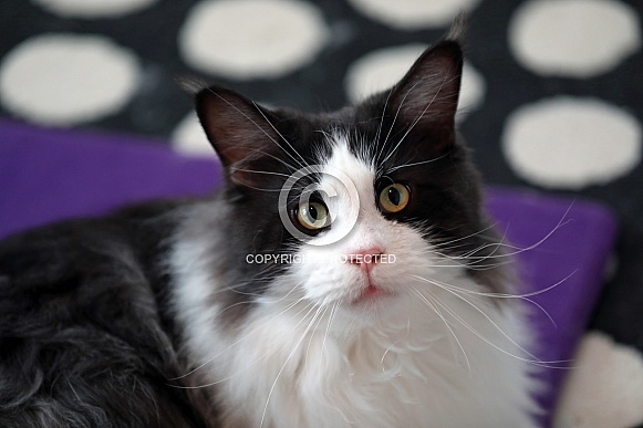 Maine Coon (Felis catus)