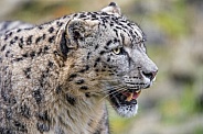 Profile of a snow leopard with open mouth