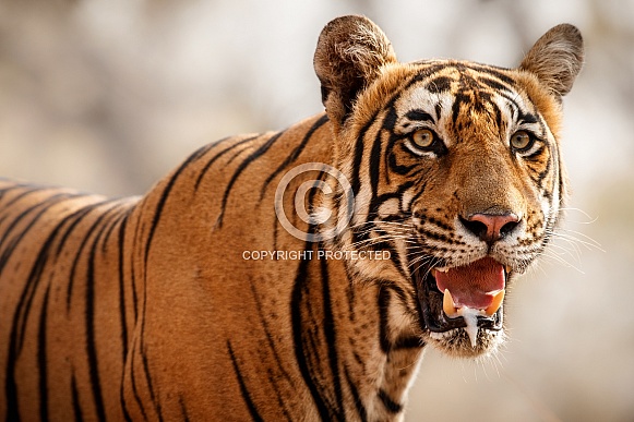 Beautiful tiger in the nature habitat. Tiger pose in amazing light. Wildlife scene with wild animal. Indian wildlife. Indian tiger. Panthera tigris tigris. Beautiful tiger in the nature habitat. Tiger pose in amazing light. Wildlife scene with wild animal. Indian wildlife. Indian tiger. Panthera tigris tigris.