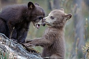 Black Bear and cubs