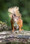 Red Squirrel