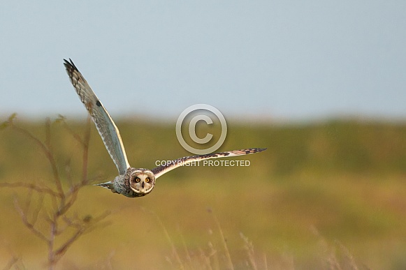 Short Eared Owl (Asio flammeus)