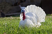 White broad-turkey