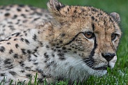 African Cheetah Cub