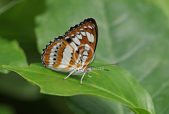 Common Sergant Common Sergant