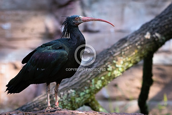 Northern bald ibis Northern bald ibis