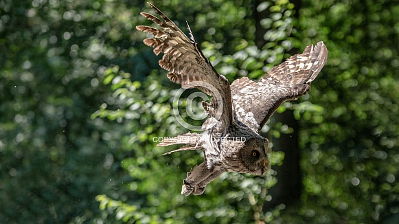 Great grey owl in flight Great grey owl in flight