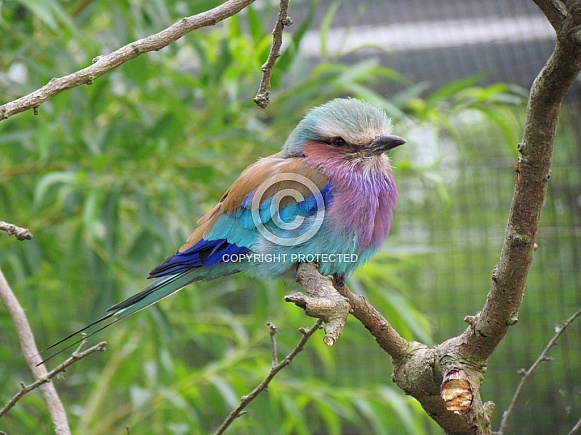 Lilac Breasted Roller Lilac Breasted Roller