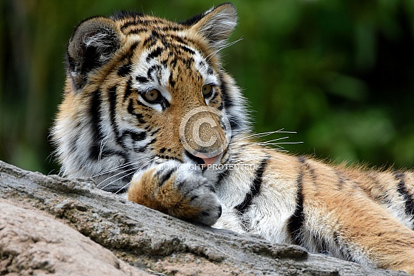 Siberian Tiger