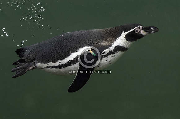 Humboldt Penguin Swimming Underwater