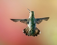 Hummingbird in Flight, Female or Immature Male