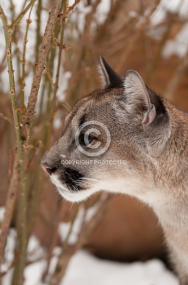 Mountain Lion