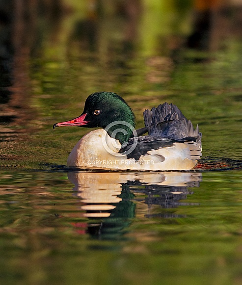 Goosander male