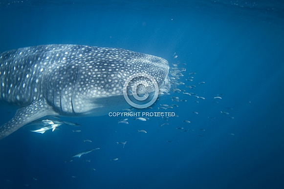 Whale Shark Whale Shark