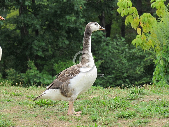 Goose, Standing
