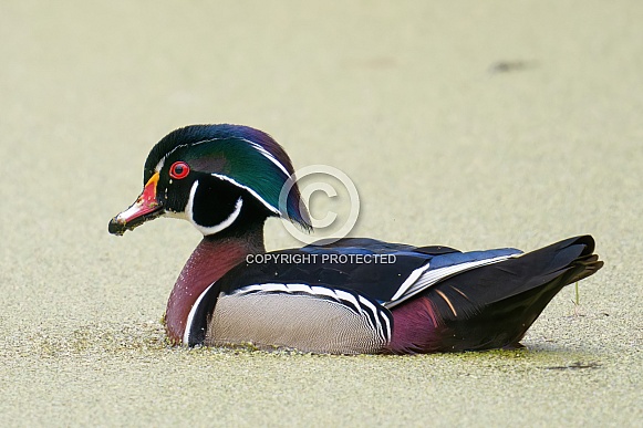 Wood Duck